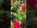 What have you been planting?