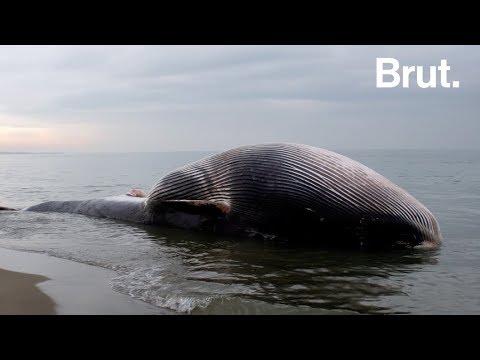 Vidéo: Il Y A Des Animaux Suicides