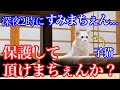【野良猫親子】深夜2時に母猫に強烈な猫パンチを浴びせられてる子猫を保護