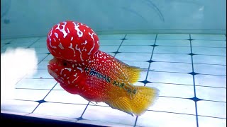 Top 10 Super Vip Kamfa Flowerhorn Fish  Beautiful Flowerhorn Cichlids