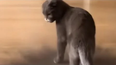 Video 3464811: funnycat cutecat animal, cutecat funny animals, funnycats cute animals, cat dog animals