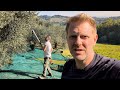 #22 1 year in Italy: Planting olive trees &amp; our first harvest