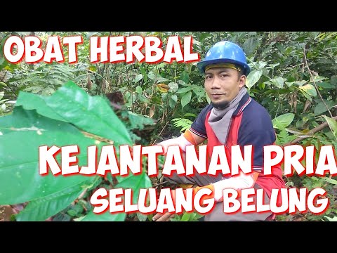 Video: Apakah pohon aras kehilangan jarumnya?