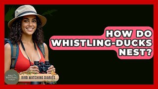 How Do Whistling-Ducks Nest? - Bird Watching Diaries