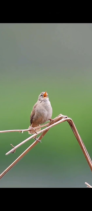 BURUNG EURASIAN WREN