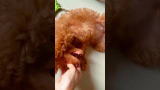 Hai aku noa 🐶#anabul #creatorsearchinsights #anjinglucu #shorts