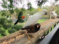 Bird Buffet Chaos: Parrots, Cockatoos &amp; One Pushy Myna 😆🦜