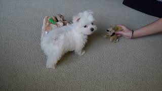 Cute Maltese puppy playing with stuffed tree trunk small toy animal no barking by easy2dance 851 views 1 year ago 1 minute, 44 seconds