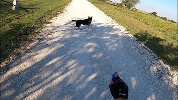 Stopping Dog Attacks w/Air Horn w/Amputee Cyclist Aaron Smith near Gainesville, TX: Cooke County, TX