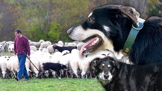 Shepherd dog to guide the flocks. Characteristics of this endangered breed