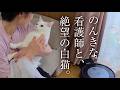 病院行きを察して絶望する愛猫 VS マイペース過ぎる看護師ママ。