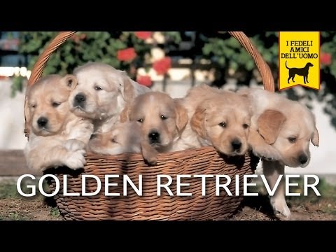 Video: Golden Retriever: La Storia Della Razza