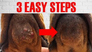Treat disgusting Doberman chin acne in 3 EASY STEPS!