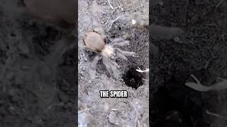 When a spider hires a frog as security 🕷