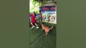 Cách huấn luyện chó malinois béc Bỉ bảo vệ chủ