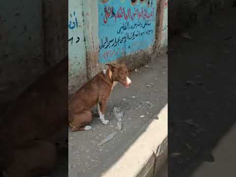 ده كلب بلدي ولا بيتبول 