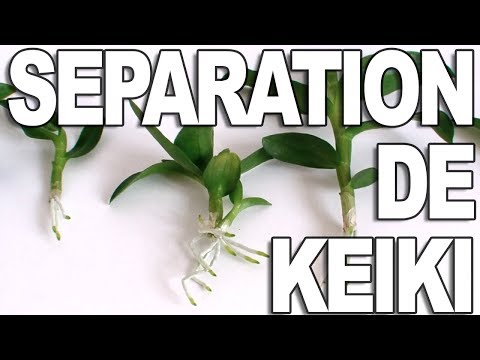 Vidéo: Propager des orchidées à partir de Keikis - En savoir plus sur la plantation d'orchidées Keiki