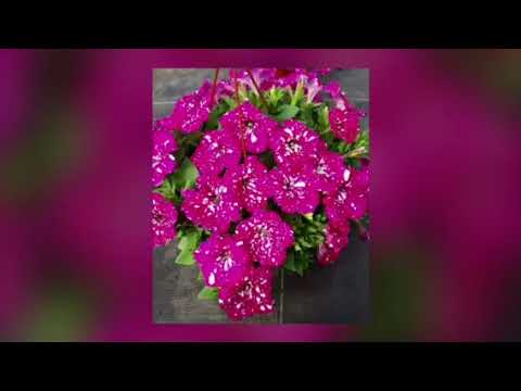 Video: Rafflesia (gėlė): aprašymas ir nuotrauka