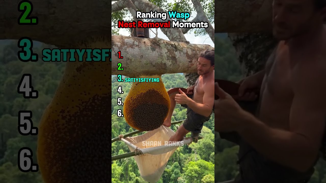 Ranking Best Wasp Nest Removal Moments #rankingshort #shortsfeed #usa
