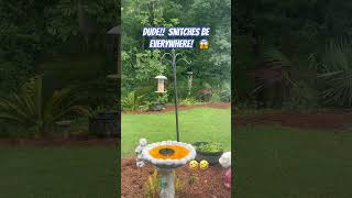 Hilarious! Squirrel 🐿️ Gets Caught and His Priceless reaction!🤣. #funnyanimals #squirrel