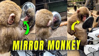 Monkey Shows Interest In Its Reflection In Mirror