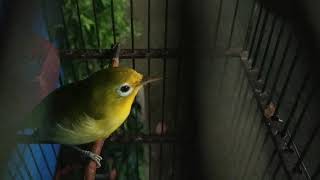 SI JANDEX Pleci wangi-wangi endemik pulau wanci.