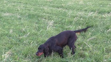Gordon setter pointing Hare