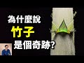 竹子堪稱植物界的奇跡 傳說一旦開花便會帶來災難 世界上最高大的草 生長最快的植物 竟是拜恐龍所賜 老肉雜談 科普 植物 動物 竹子 大熊貓 竹子堪稱植物界的奇跡 傳說一旦開花便會帶來災難 世界上最高大的草 生長最快的植物 竟是拜恐龍所賜 老肉雜談 科普 植物 動物 竹子 大熊貓