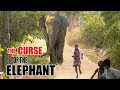 Urban Encounter: Rescuing Three Wild Elephants