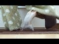 懐きすぎて困る!料理を邪魔するハムスター!Part1おもしろ可愛い癒しハムスターIn trouble when cooking because Funny hamster too friendly