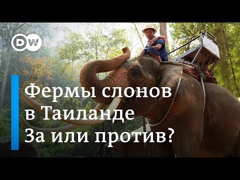 Видео: Как увидеть слонов ответственно во время поездки в Таиланд