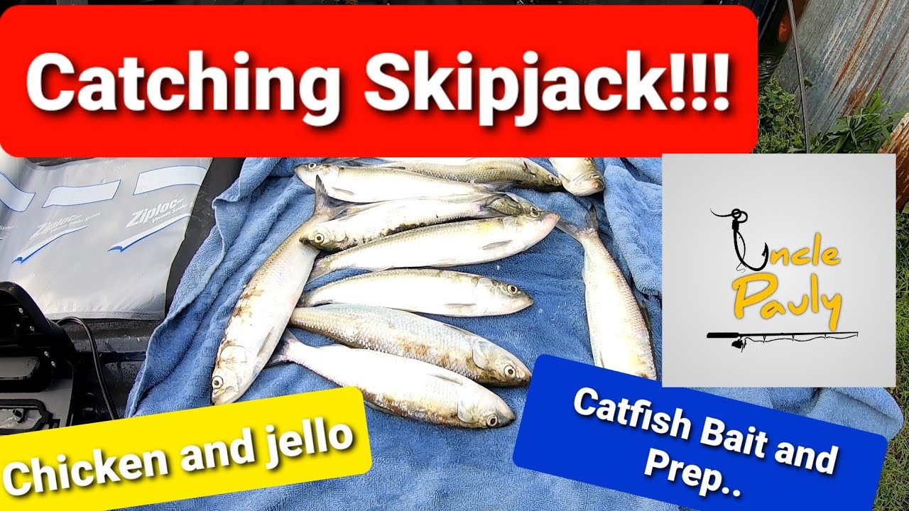 Catfish bait! Catch and store Skipjack, How to Chicken and Jello bait