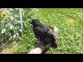 OUR PET CROW