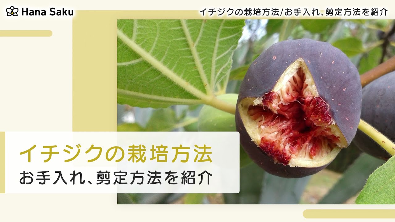 イチジクの育て方 栽培方法 お手入れや増やし方 剪定方法も紹介 Hanasaku
