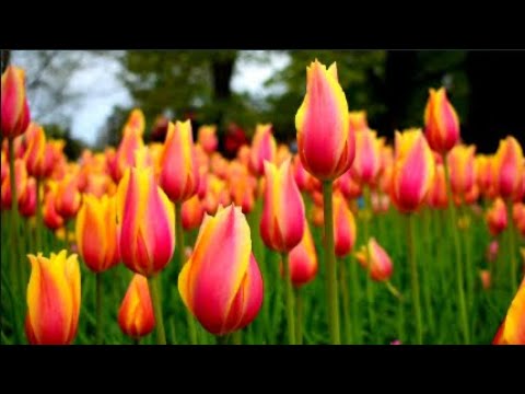 Beautiful Flower Videos in HD:Flower Blooming:Amazing Nature.Flower ...
