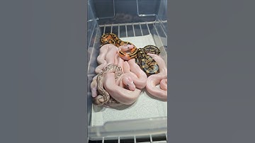#shortsfeed #shorts #reels #reel #snake #reptiles #babies #ballpython #python #animalshorts #animals