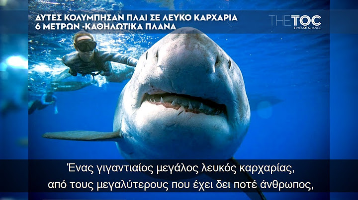 Δύτες κολύμπησαν πλάι σε λευκό καρχαρία 6 μέτρων - καθηλωτικά πλάνα