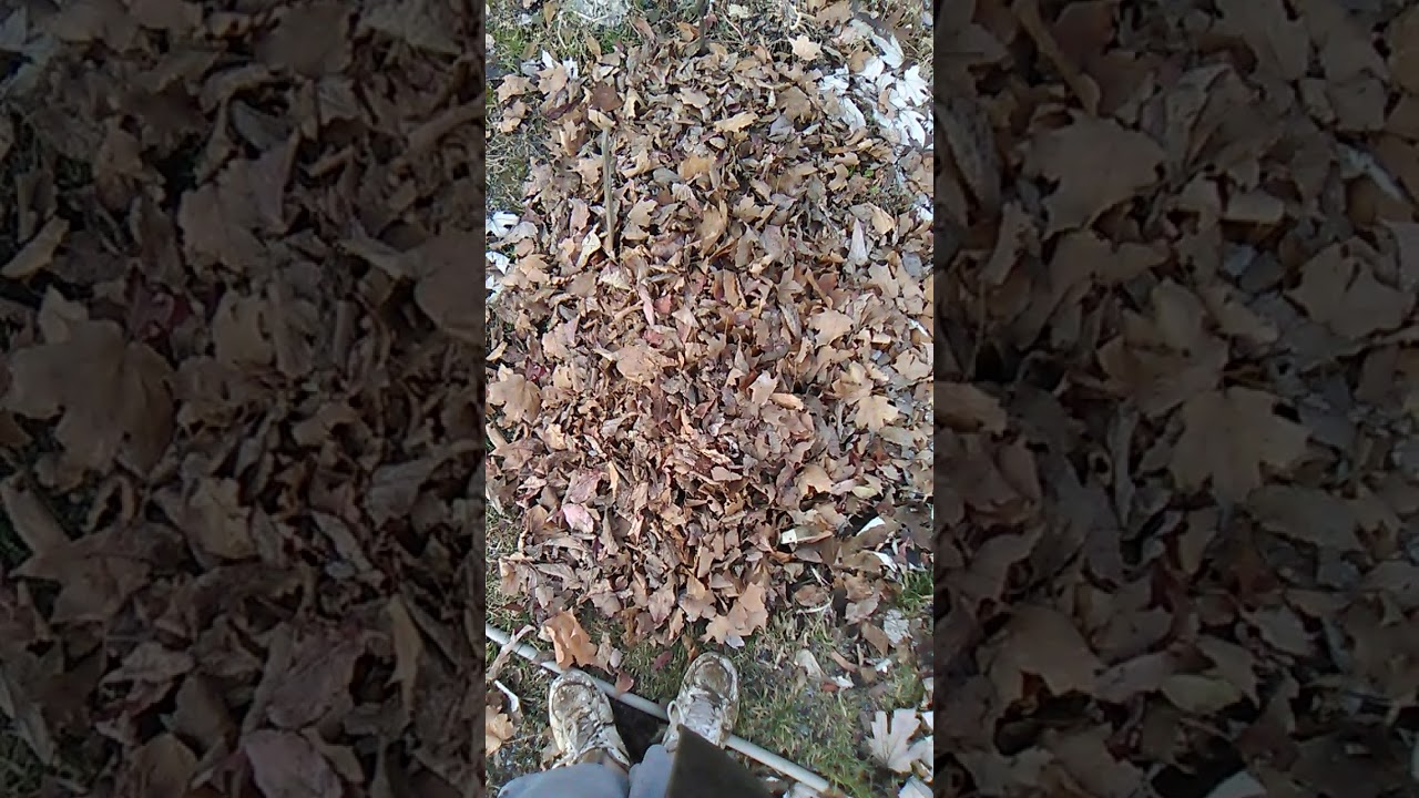 Asparagus prep for winter in zone 5 grown from seed last fall - YouTube
