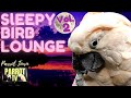 Sleepy Birb Lounge [Vol.  2] | Calm Piano Music for Birds | Parrot Music TV for Your Bird Room🎶