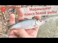 Мормышинг на микроречке. В поисках белой рыбы