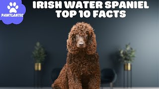 Irish Water Spaniel  Top 10 Facts | Dog Facts