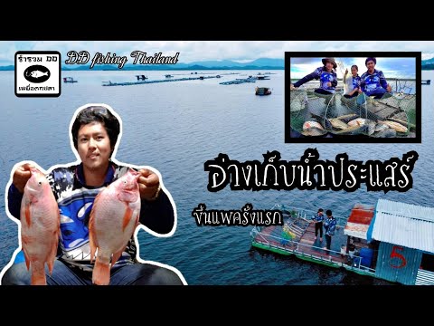 Ep.154 ตกปลายี่สก&ทับทิม&นิล อ่างประแสร์ จ.ระยอง แพ5ตูดกระดก