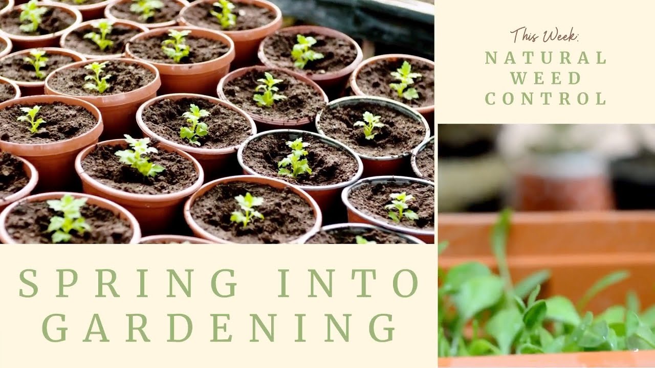 Spring Into Gardening Natural Weed Control YouTube