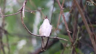 White Bellied Hummingbird