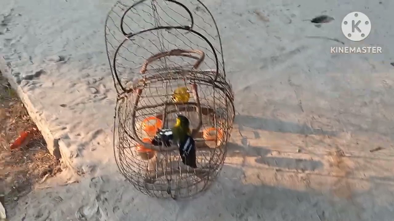 Bẫy Chim huýt cô đầu đen ở Trà Vinh, Sẵn Tuyển Sâu đầu đỏ Tố Chất giao cho Ae đặt