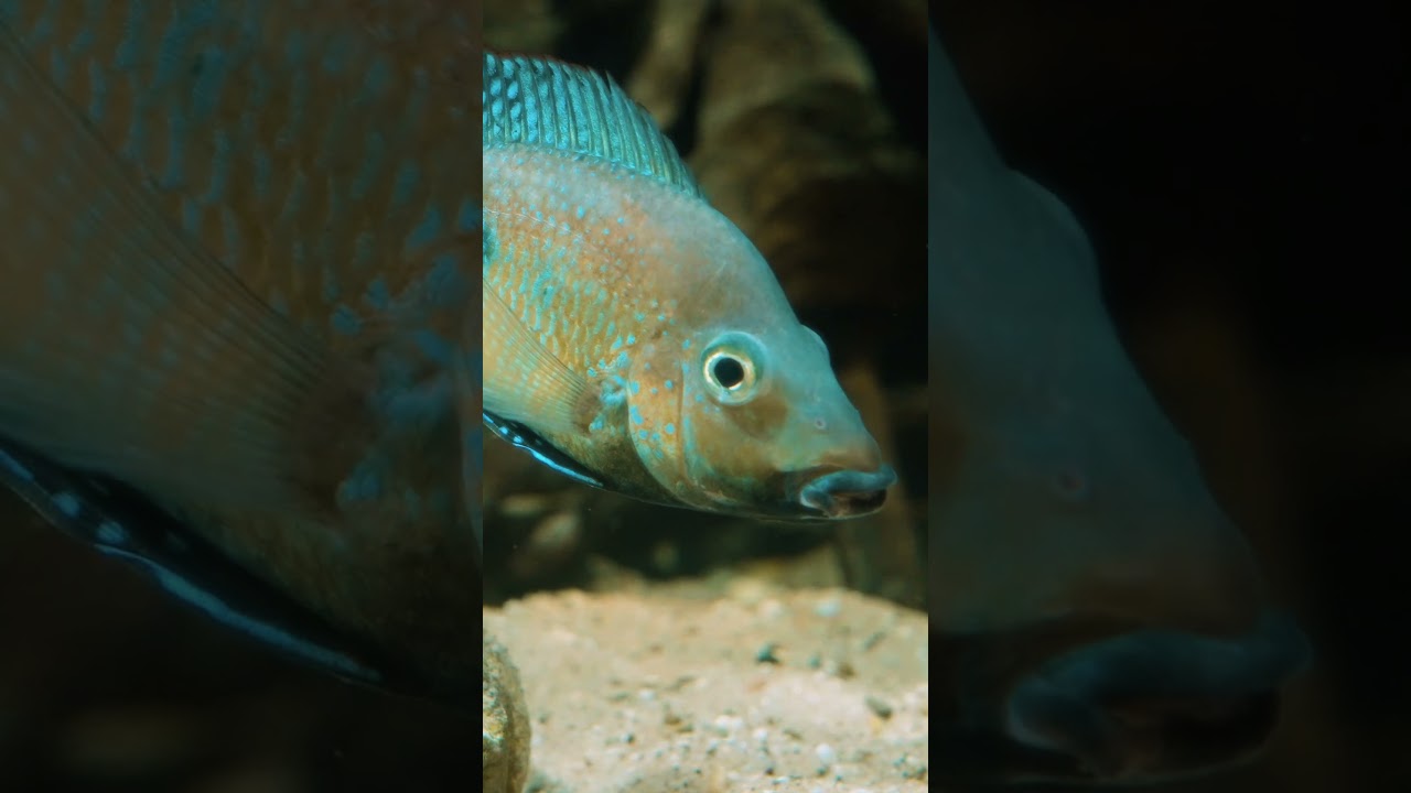 Blue Cichlid – Sparkling Intensity 🔷🐟