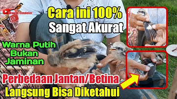 CARA MEMBEDAKAN JANTAN DAN BETINA PADA ANAKAN BURUNG CENDET || 100% CARA INI AKURAT