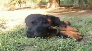 Irish Red and White Setter & Gordon Setter puppies - Shadow Dog(Irish Red and White Setter & Gordon Setter puppies - Shadow Dog Litter 2015 