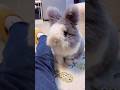 Playful Bunny Eats Until It Falls Asleep 🐰😴#bunny #rabbit #fluffybunny #lovelymoments #animalshort