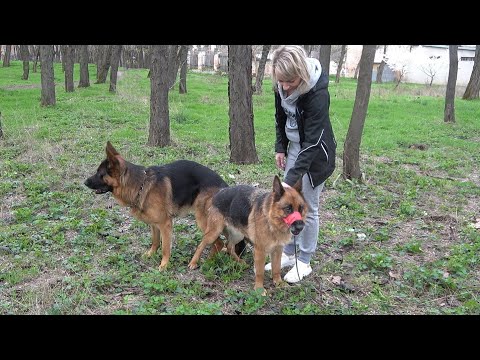Немецкие овчарки Альфонс ф Тронье и Хелли ф Фоксберг. Щенки ожидаются в начале июня 2023 года Одесса